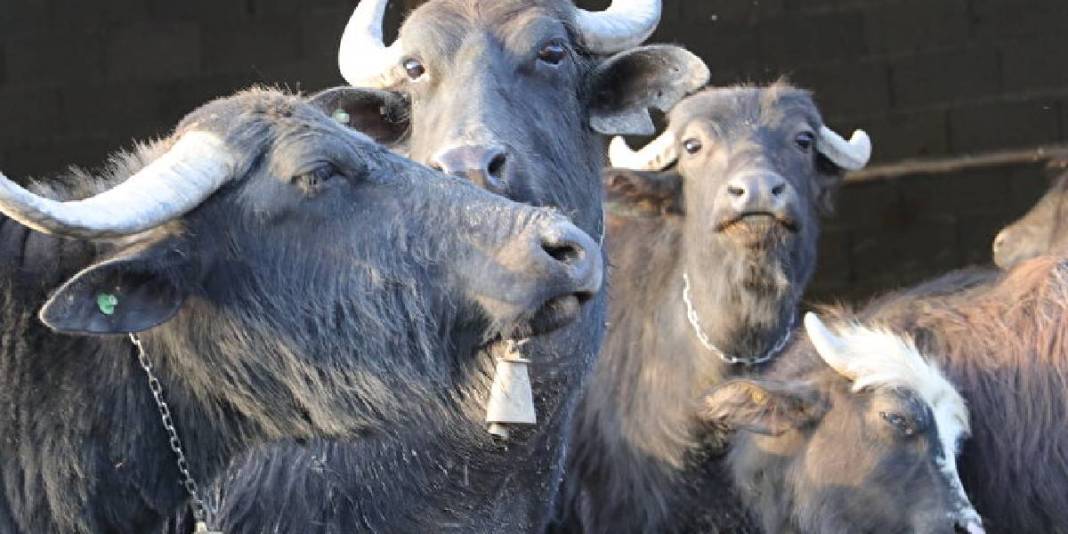 Sulak ve serin yaylalar onların vazgeçilmezi! Meşhur yoğurdun oluşum hikayesi: Bu ilçede üretim had safhada 5